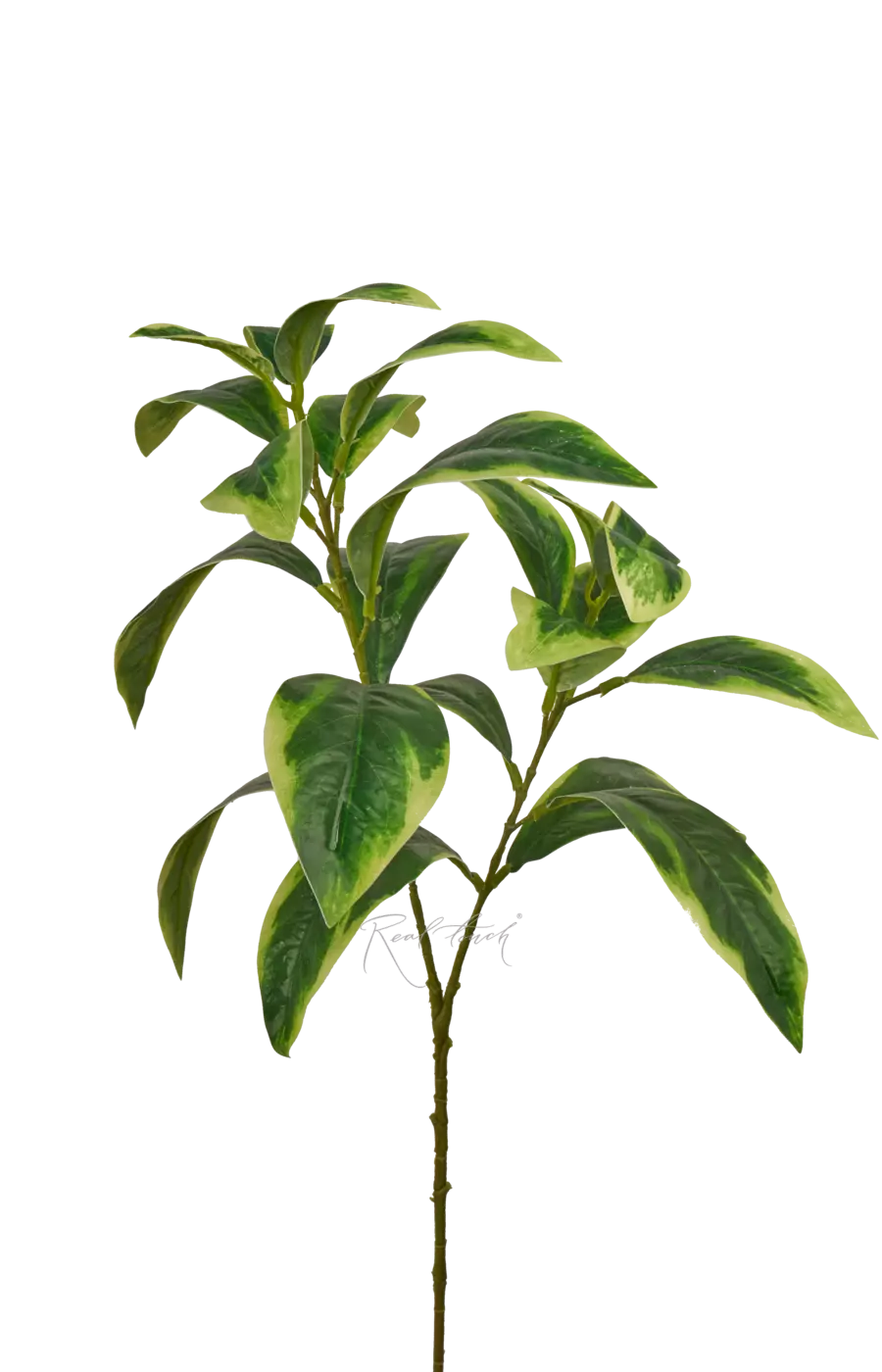 Ветка фикуса Саманта - Бело-зеленый