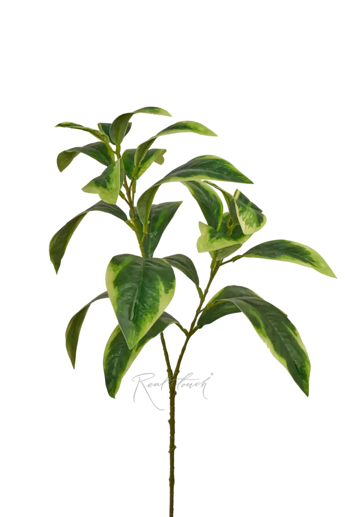 Ветка фикуса Саманта - Бело-зеленый