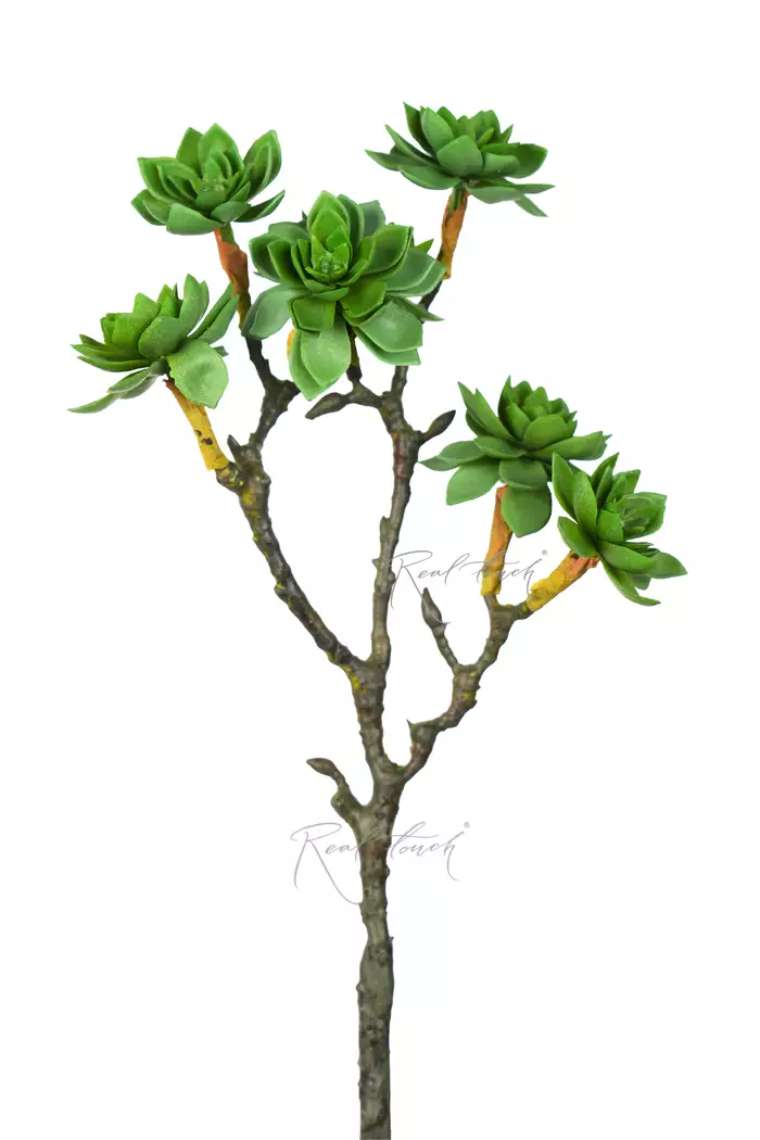 Суккулент Роза большая - Светло-зеленый