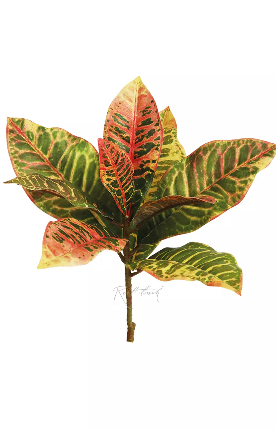 Ветка кротона малая - Зелено-красный