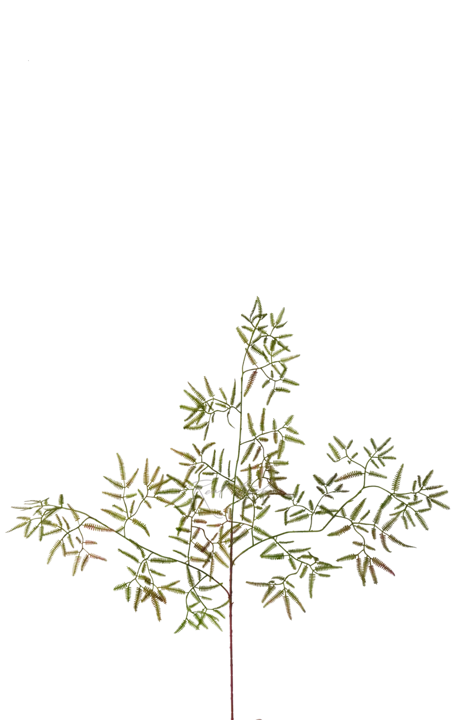 Ветка Дикраноптериса линейного малый лист - Зелено-красный Ветка Дикраноптериса линейного малый лист - Зелено-красный