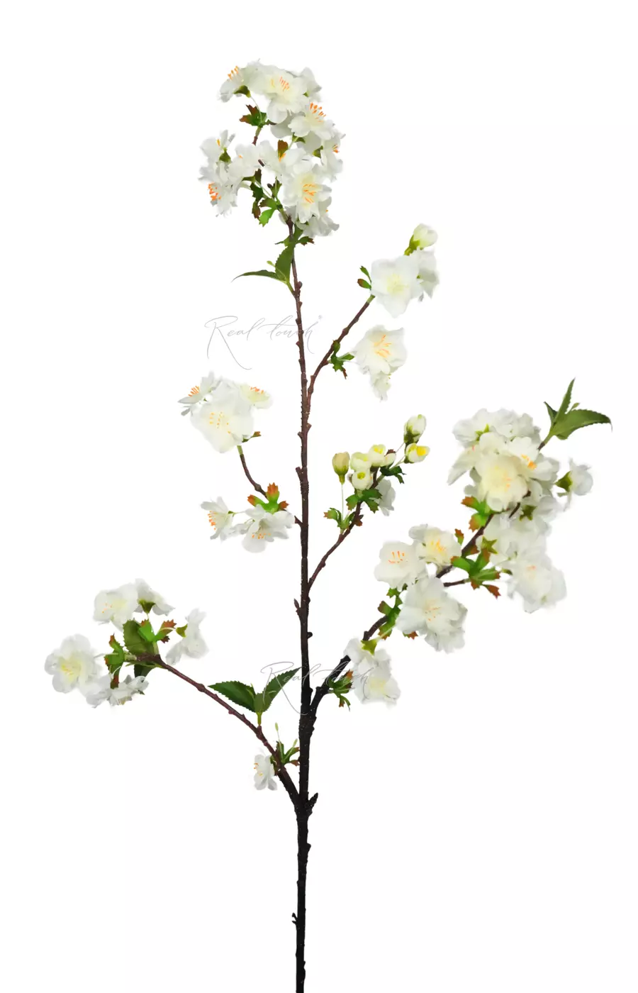 Ветка цветущей вишни - Белый