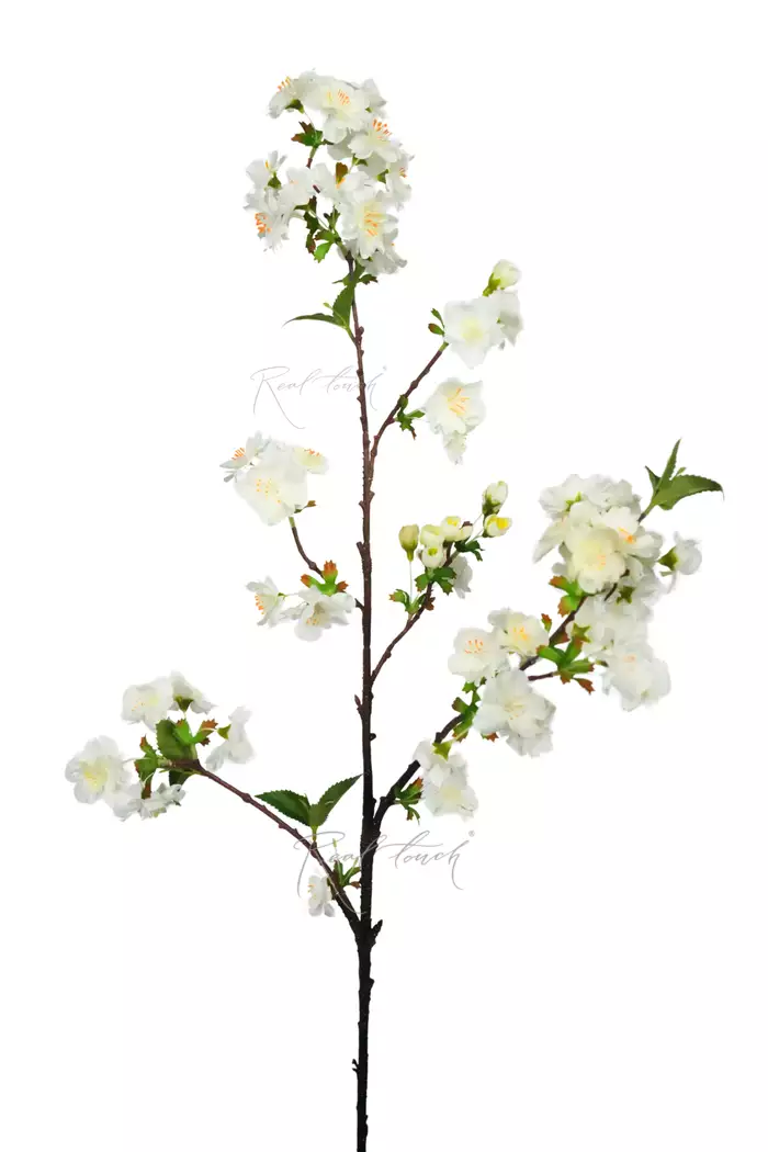 Ветка цветущей вишни - Белый Ветка цветущей вишни - Белый