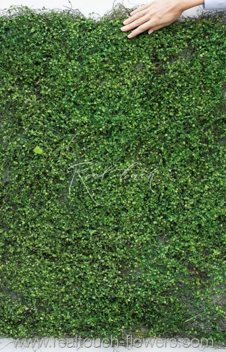 Полотно из мюленбекии 90*90 - Зеленый