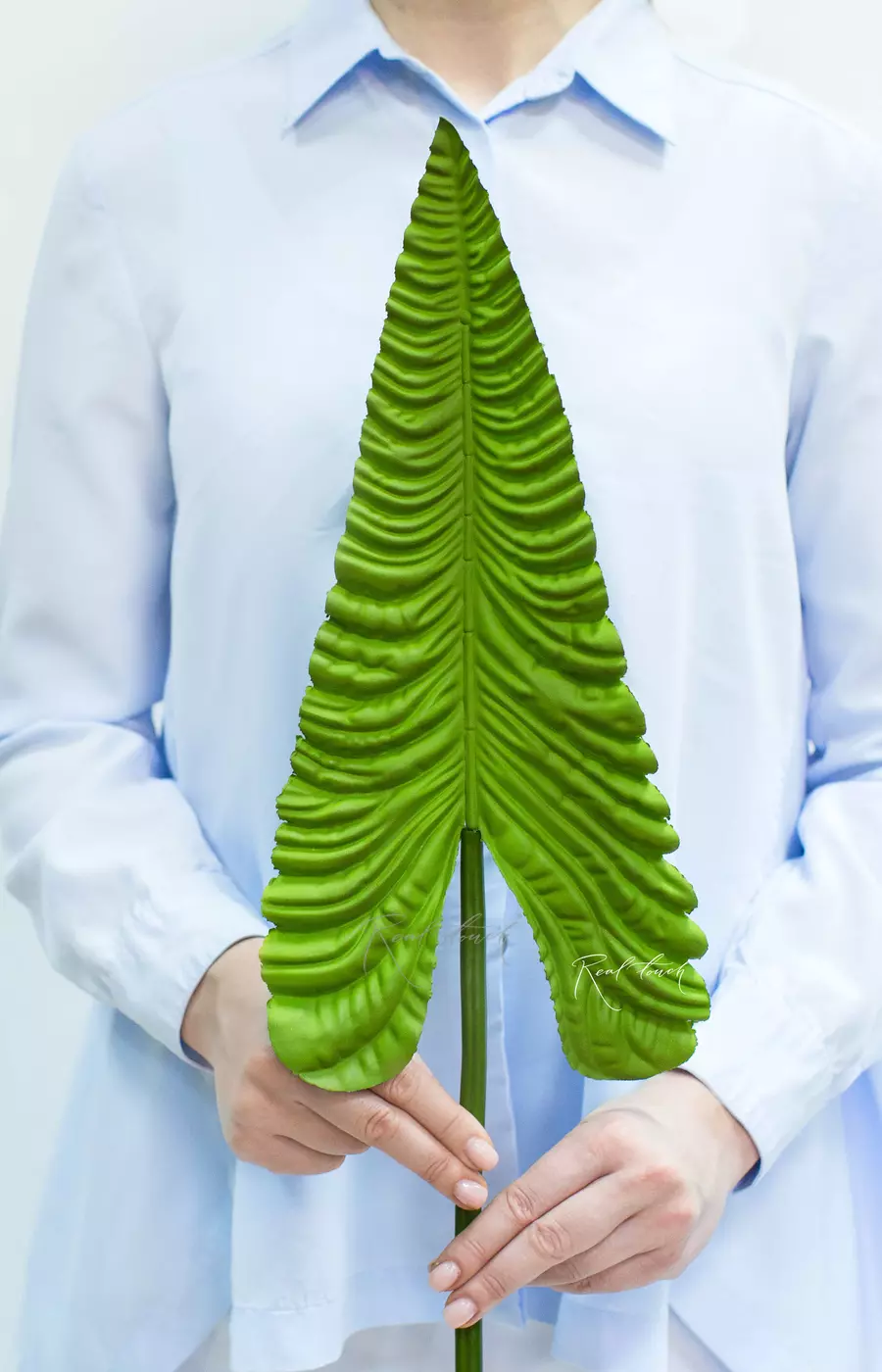 Лист Антуриума Вейча - Зеленый