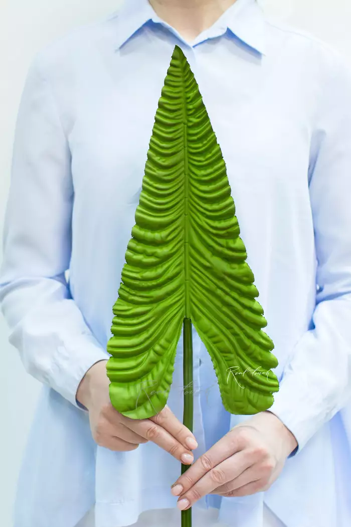 Лист Антуриума Вейча - Зеленый Лист Антуриума Вейча - Зеленый