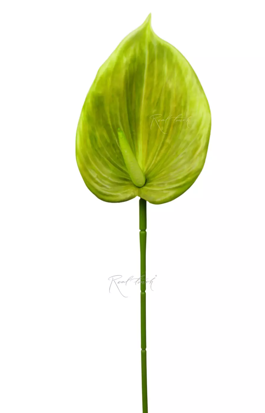 Антуриум 3D - Светло-зеленый