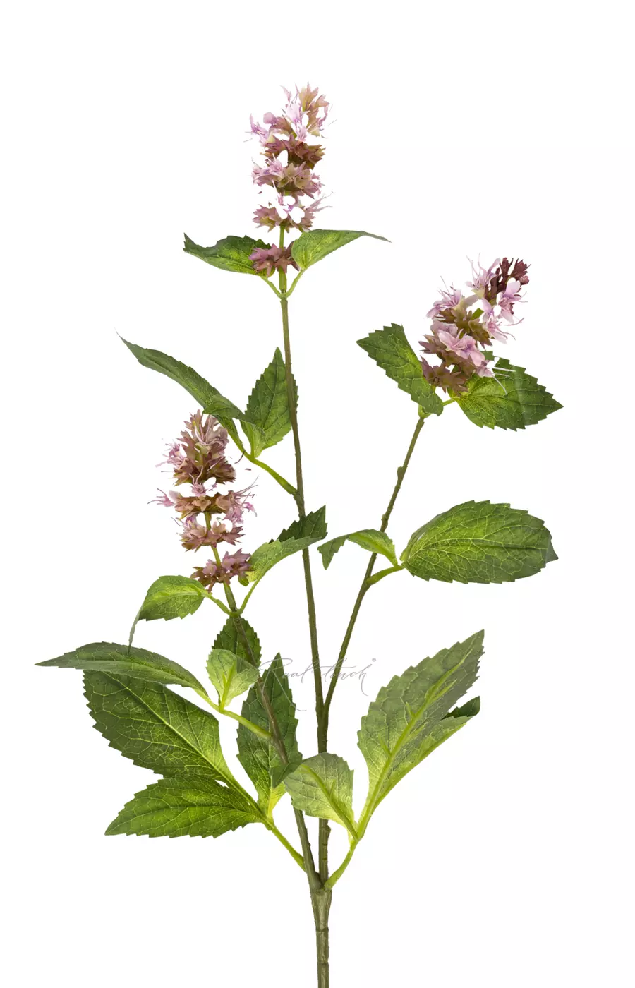 Веточка цветущей мелиссы - Розовый Веточка цветущей мелиссы - Розовый