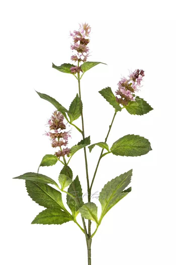 Веточка цветущей мелиссы - Розовый