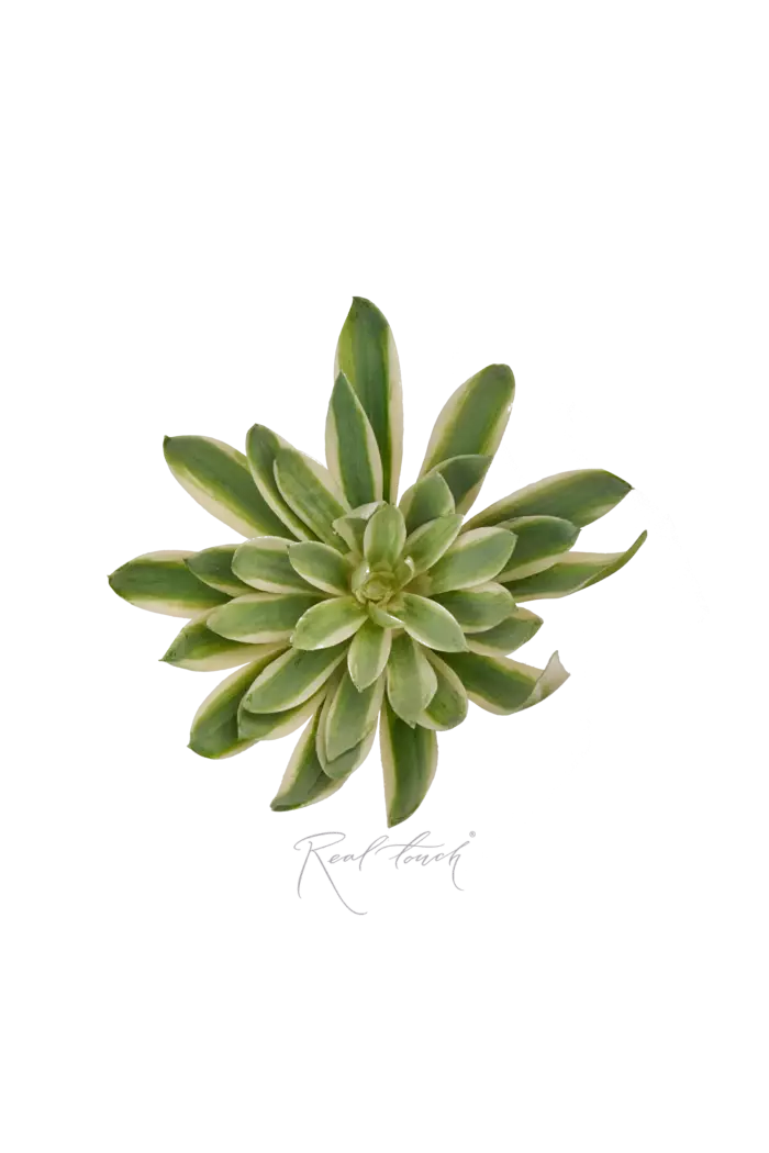 Агава small - Зеленый