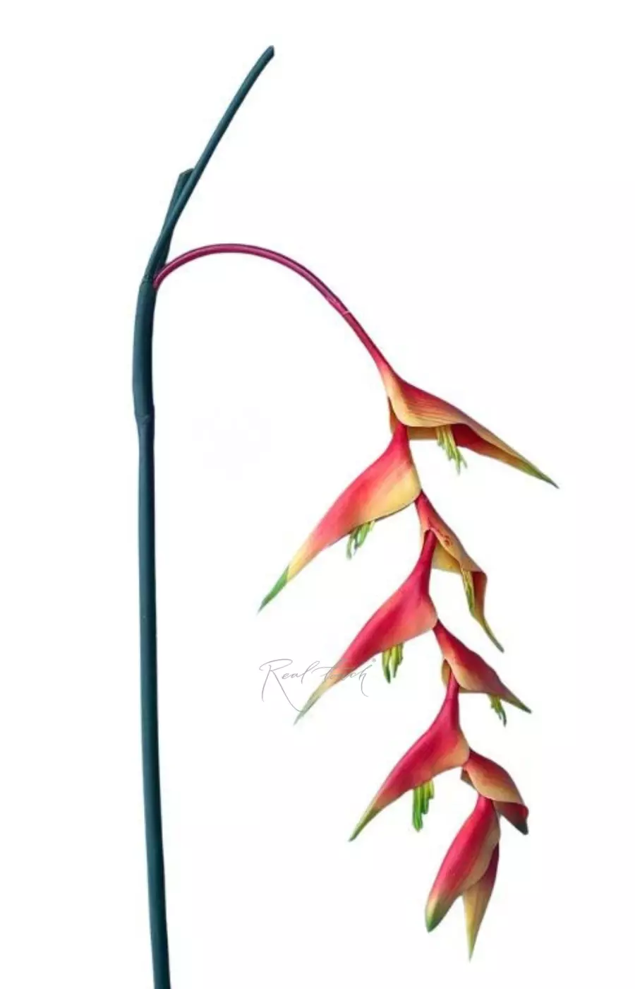 Цветок Геликонии - Красный