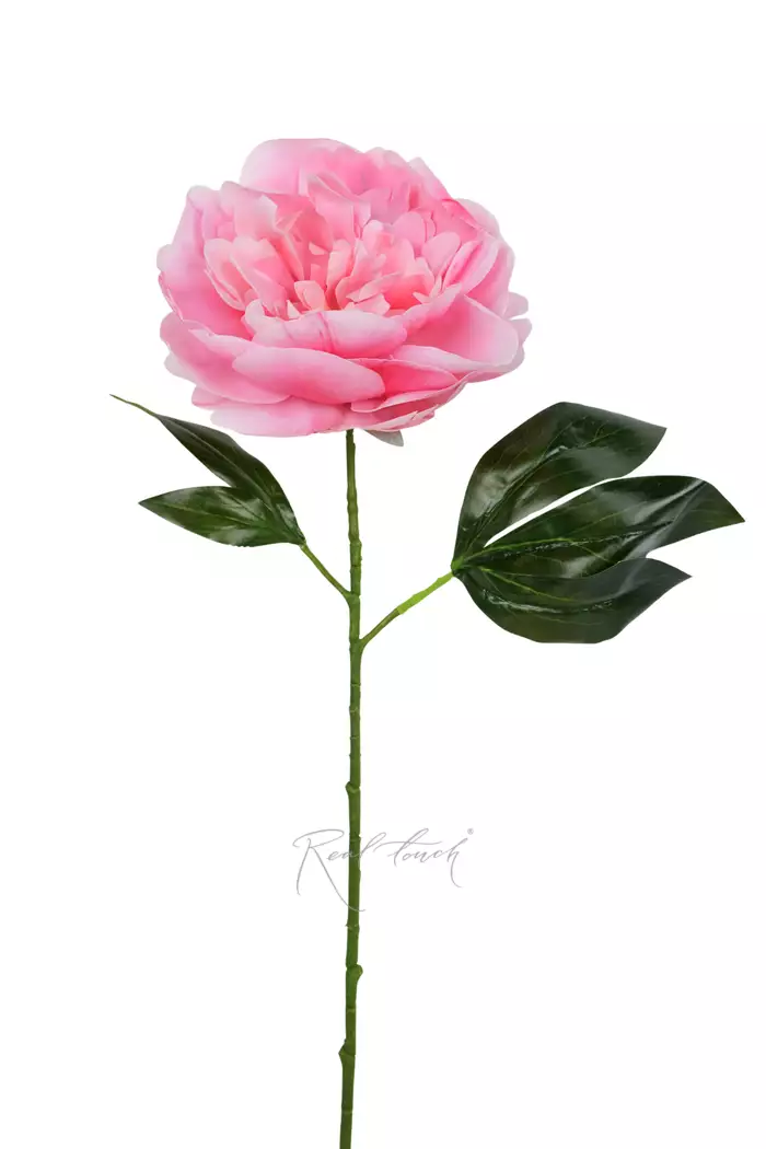 Пион - Розовый Пион - Розовый