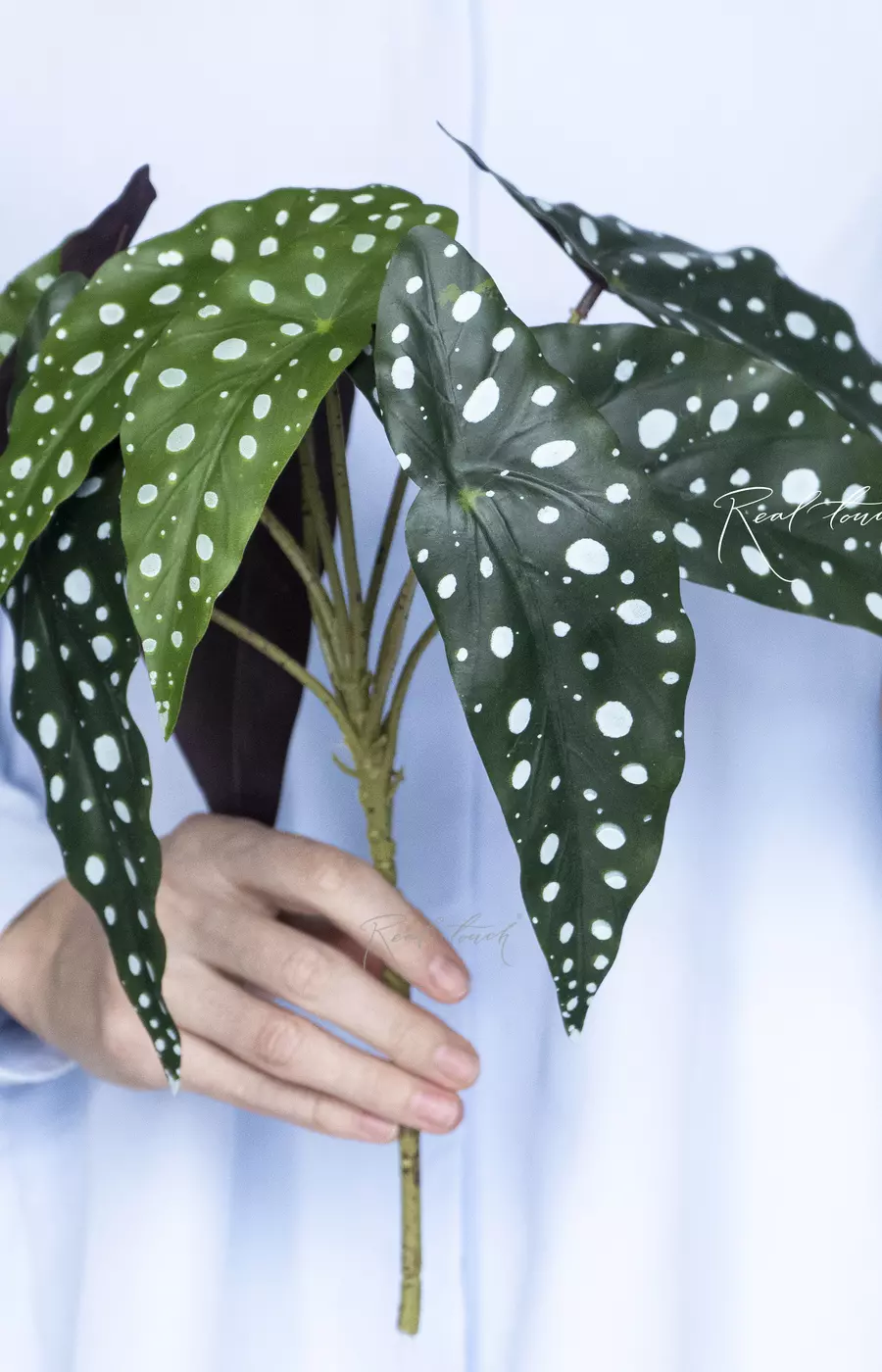 Бегония Макулата куст - Зеленый Бегония Макулата куст - Зеленый