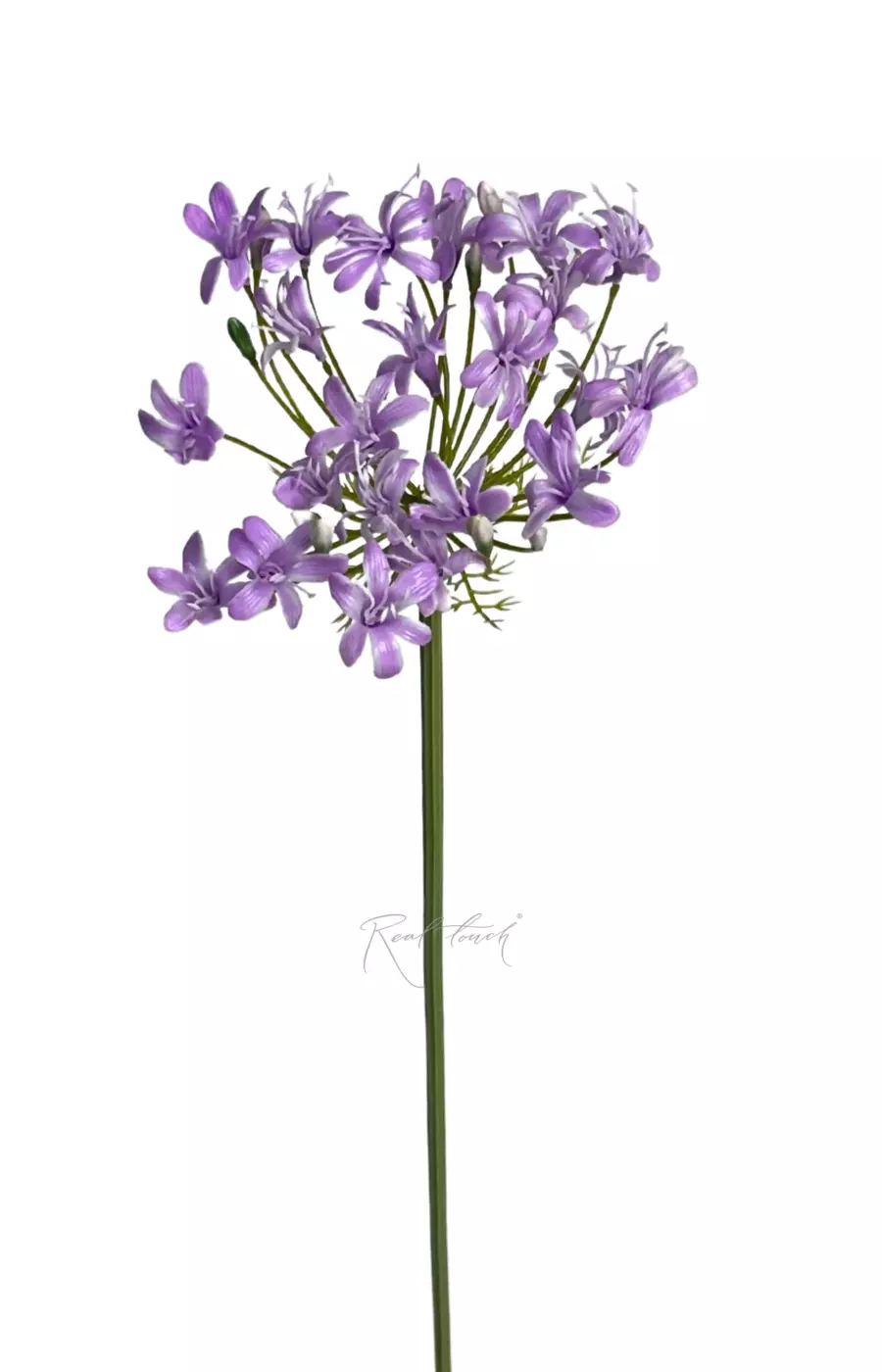 Агапантус 76см - Фиолетовый