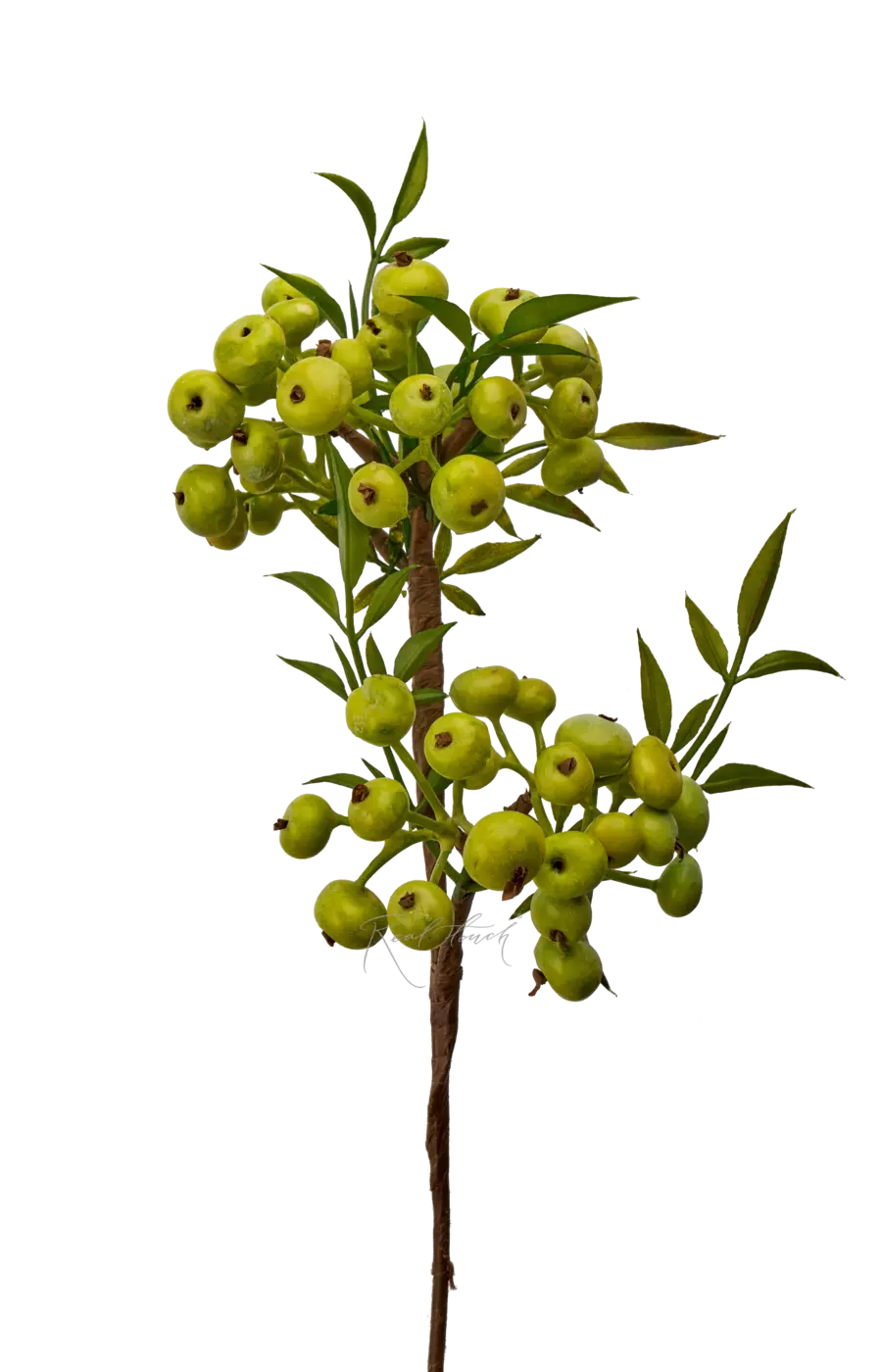 Снежноягодник малый - Зеленый Снежноягодник малый - Зеленый