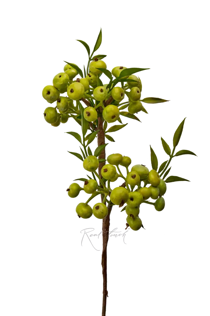 Снежноягодник малый - Зеленый Снежноягодник малый - Зеленый