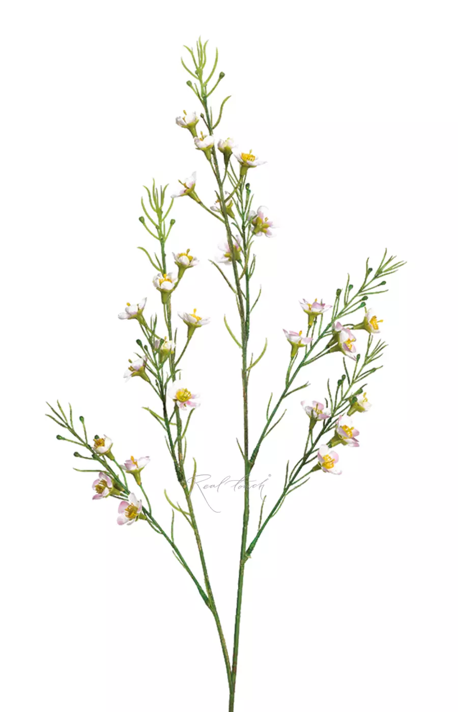 Хамелациум тонкий - Бело-розовый