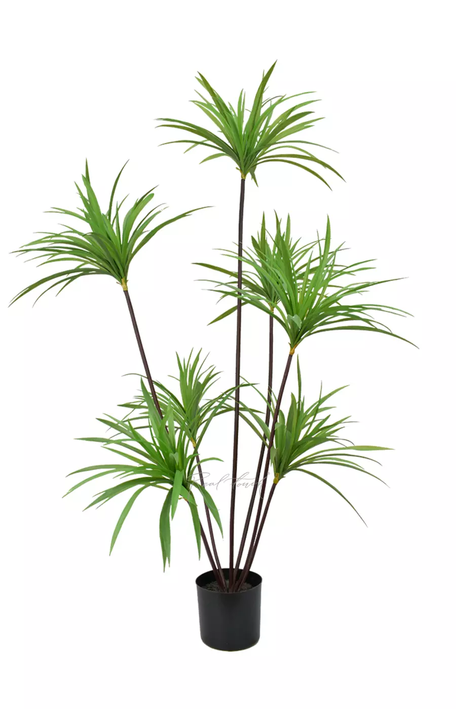 Драцена Маргината в кашпо 150см - Зеленый