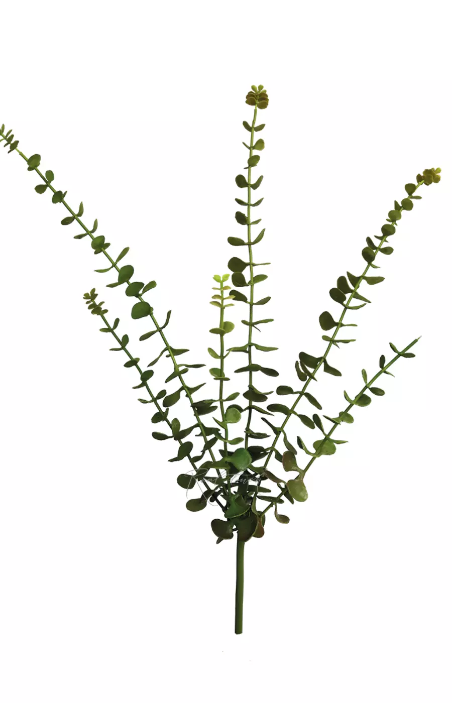 Портулакария афра (крассула) - Зеленый Портулакария афра (крассула) - Зеленый