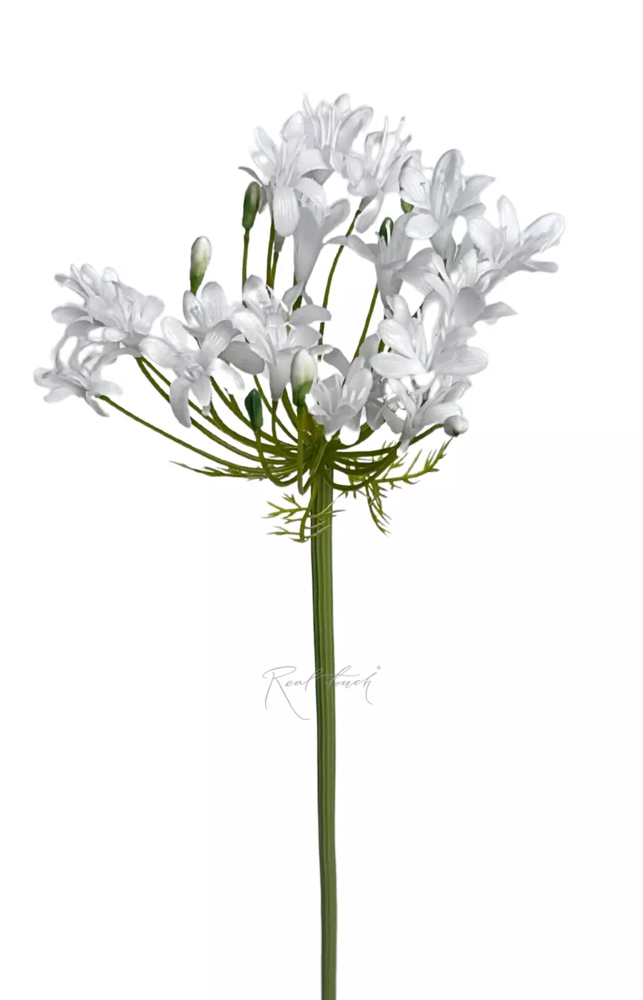 Агапантус 76см - Белый