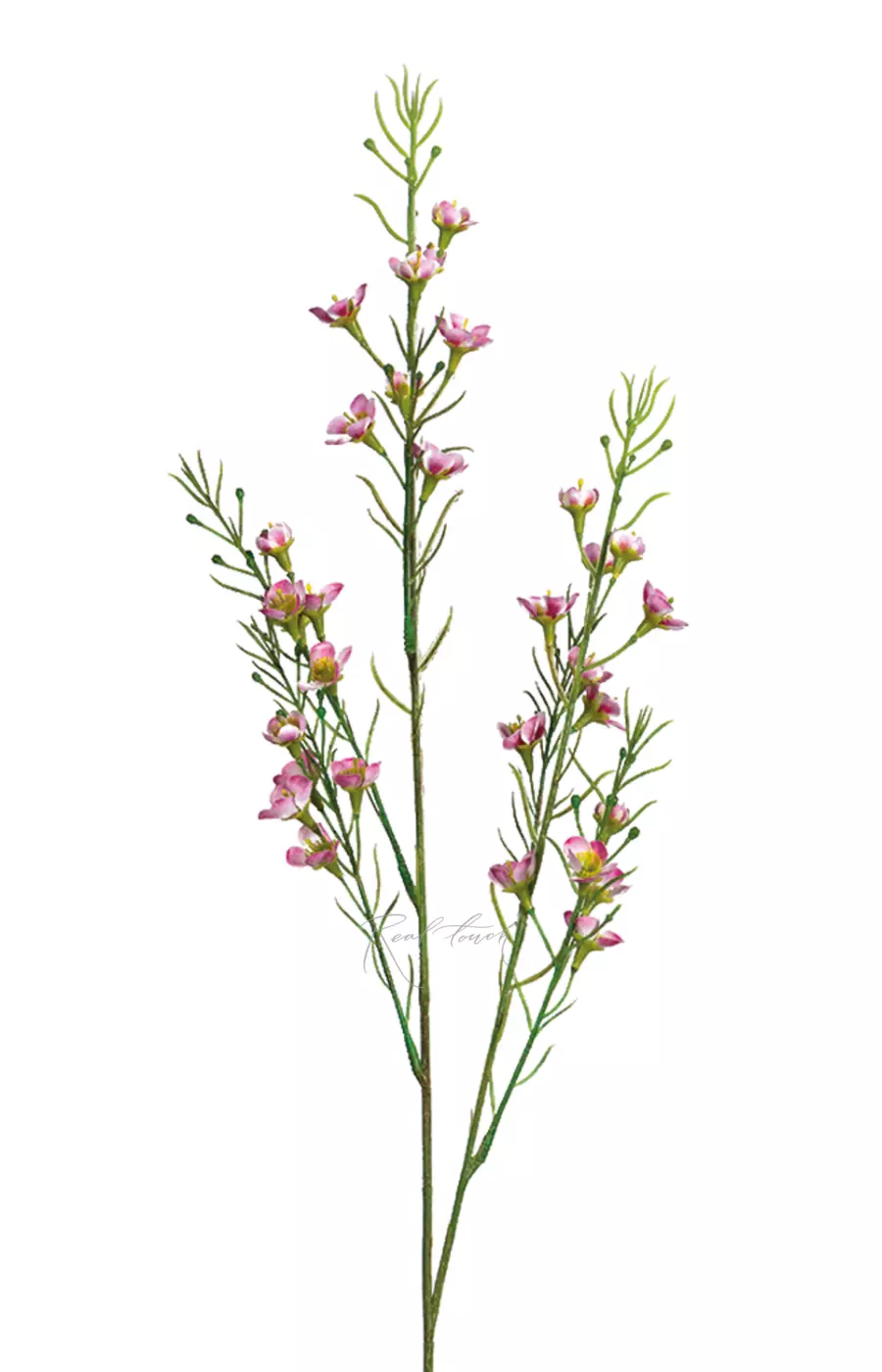 Хамелациум тонкий - Фуксия