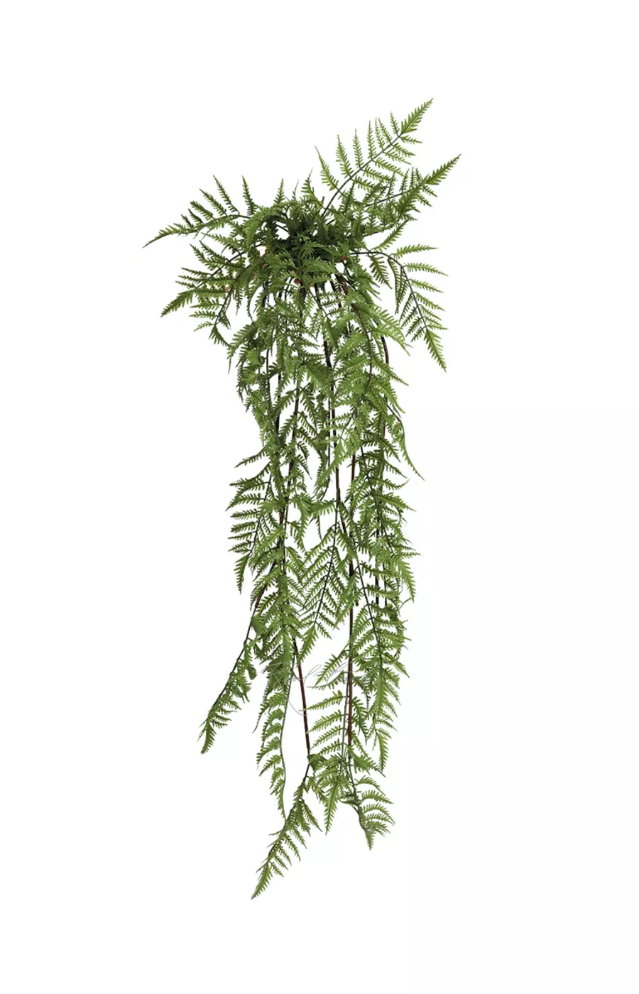 Щитовник мужской удлиненный 112см - Зеленый