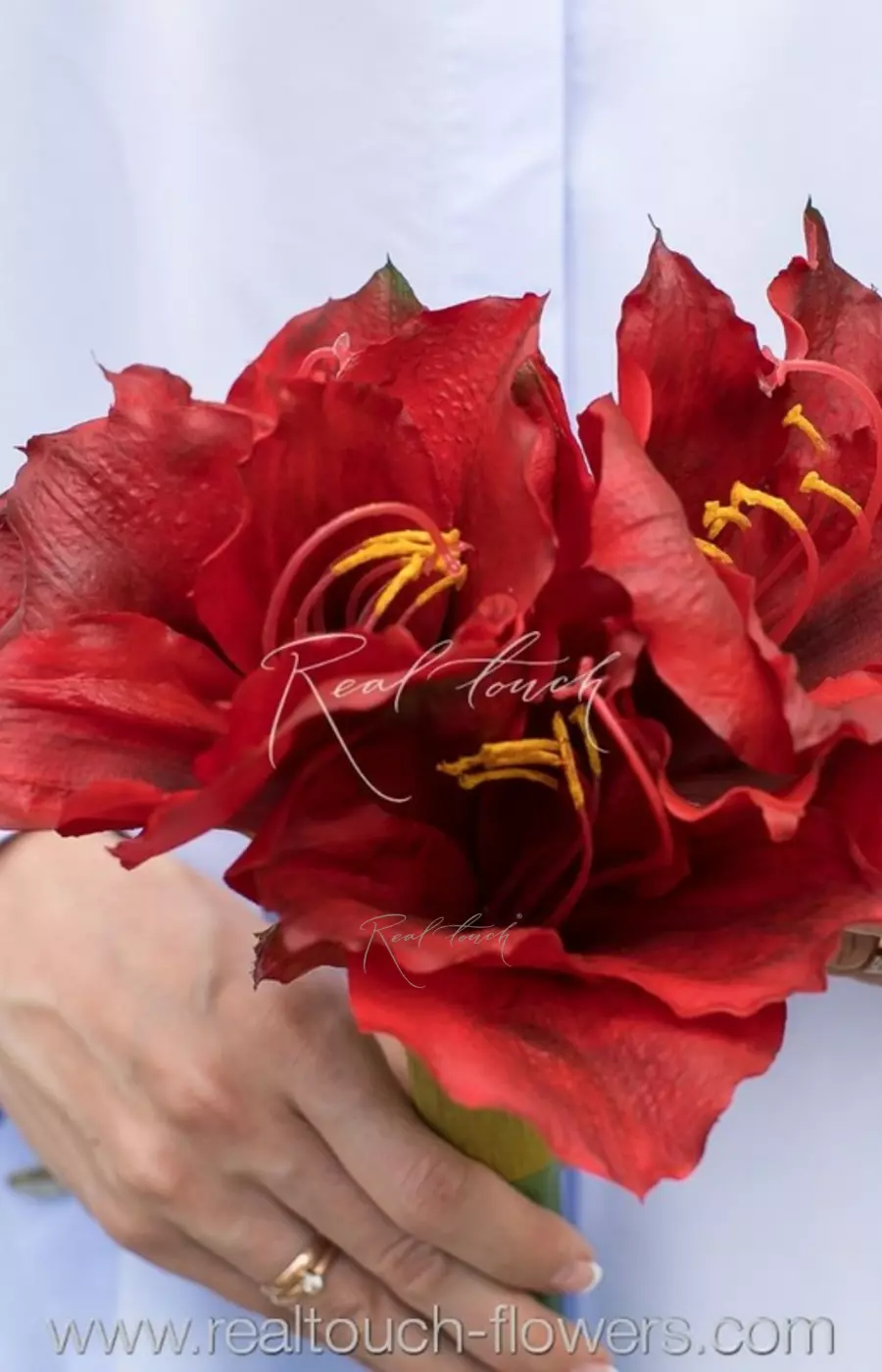 Амариллис большой - Красный