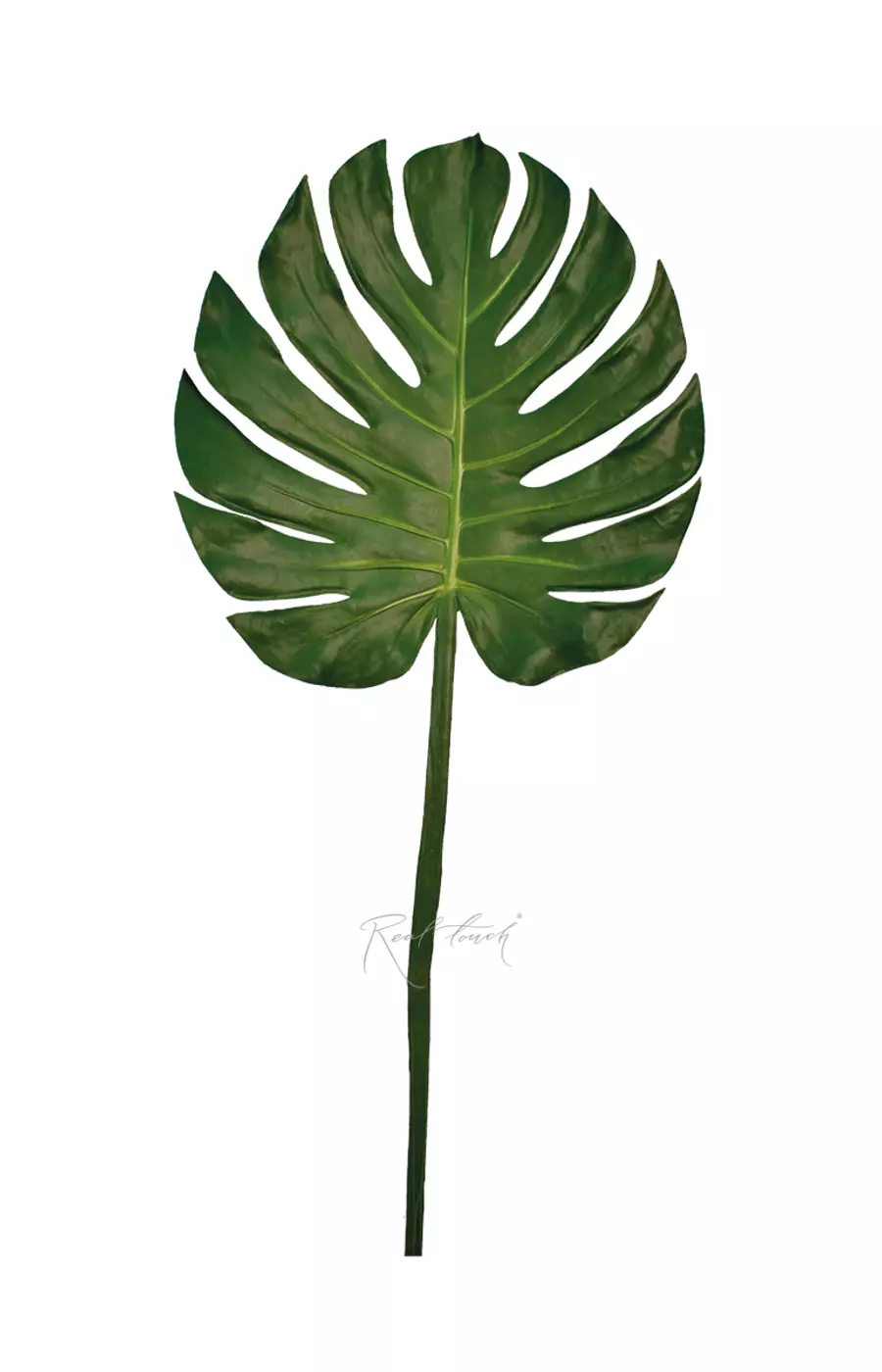 Лист монстеры SPU большой - Зеленый