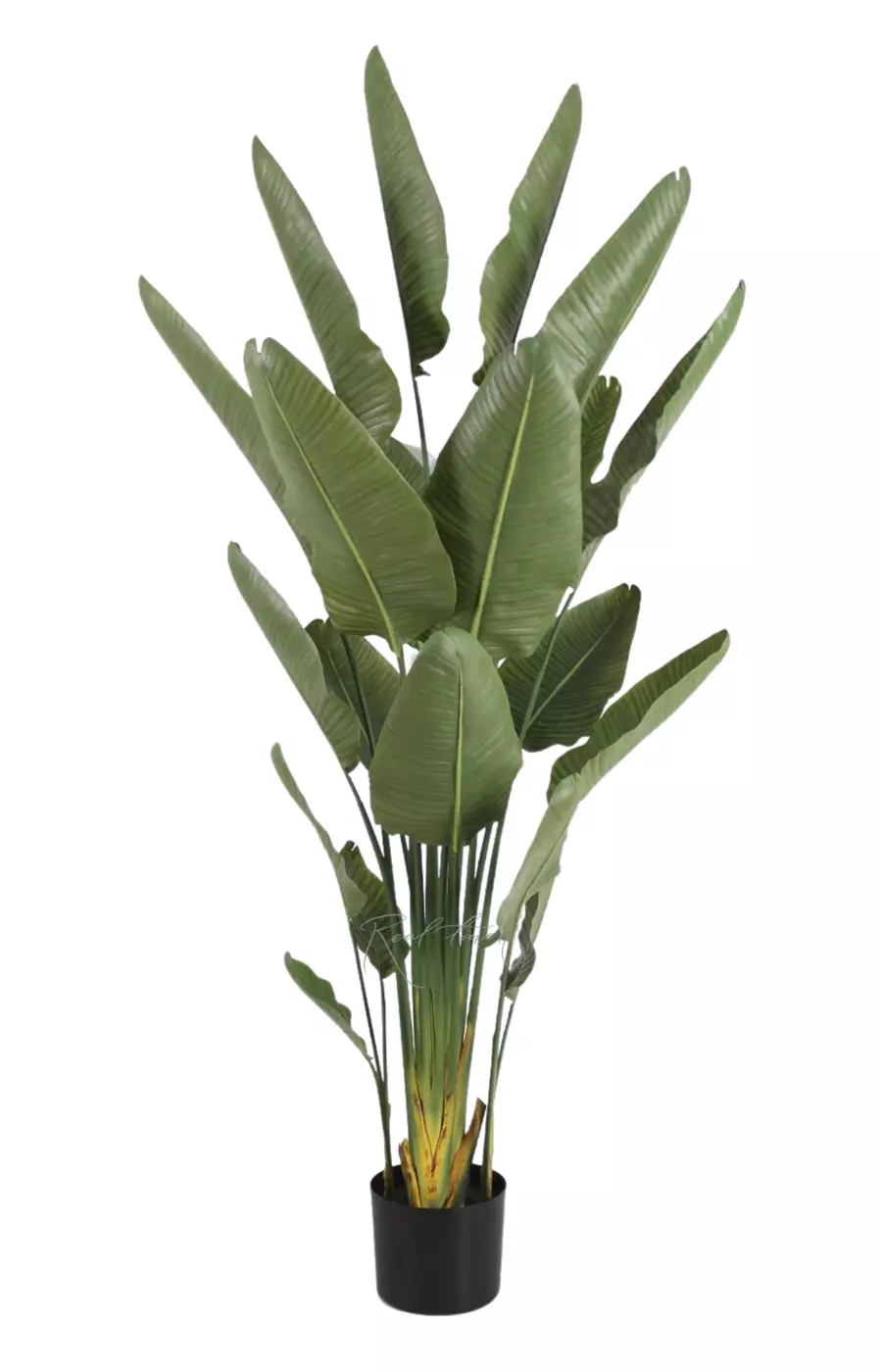 Стрелиция Николая Premium 220 см  - Зеленый