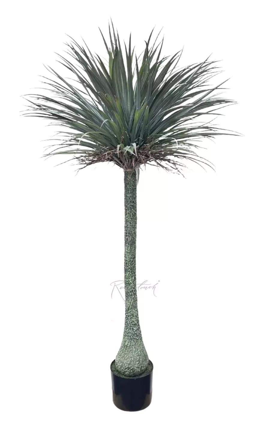 Нолина в кашпо 195см - Зеленый