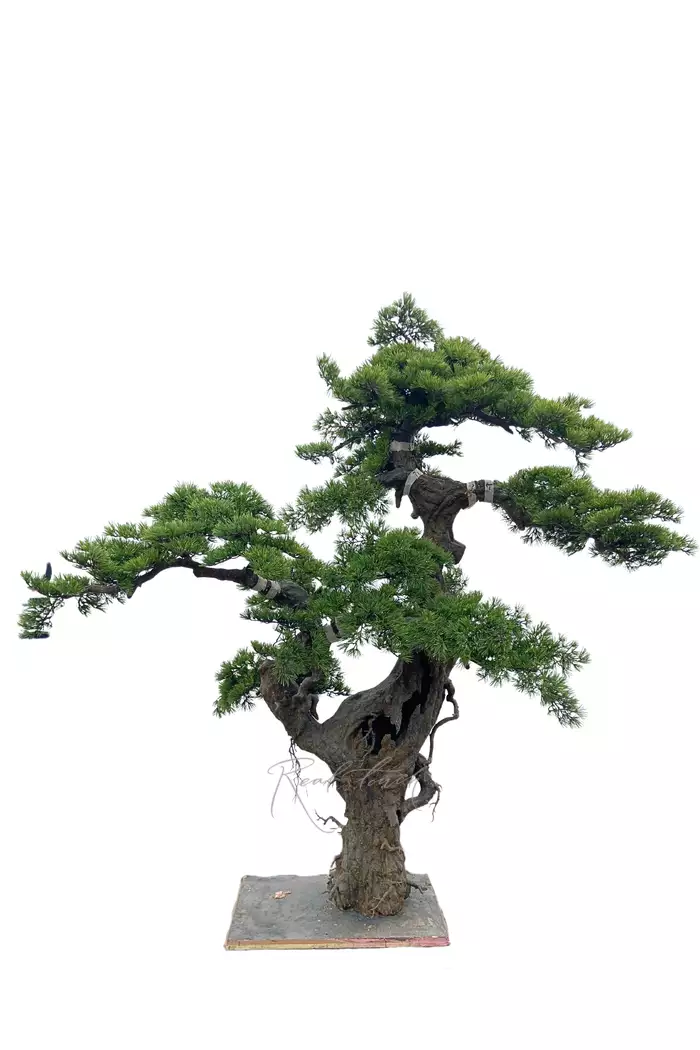 Бонсай в. 230 см/ ш. 230 см - Зеленый