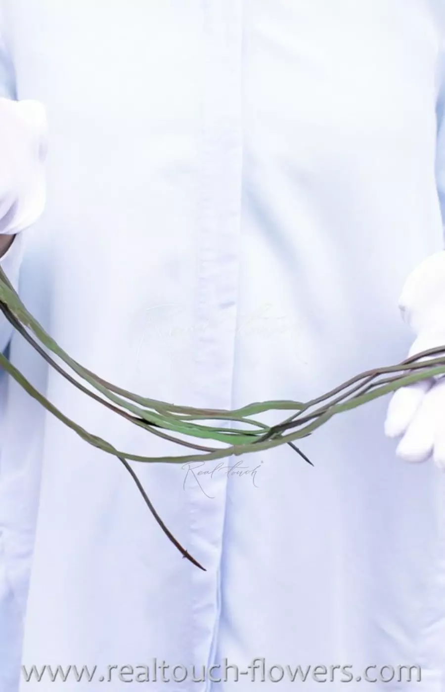 Леписмиум боливийский (4шт в пучке) - Коричневый