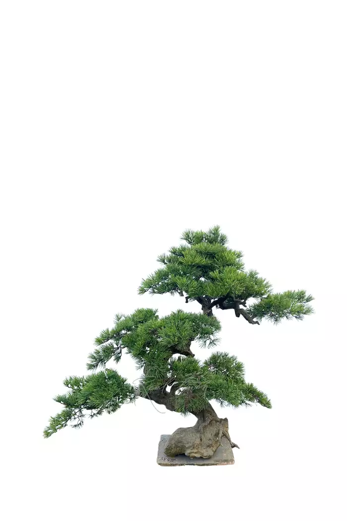 Бонсай в. 145 см/ ш. 115 см - Зеленый
