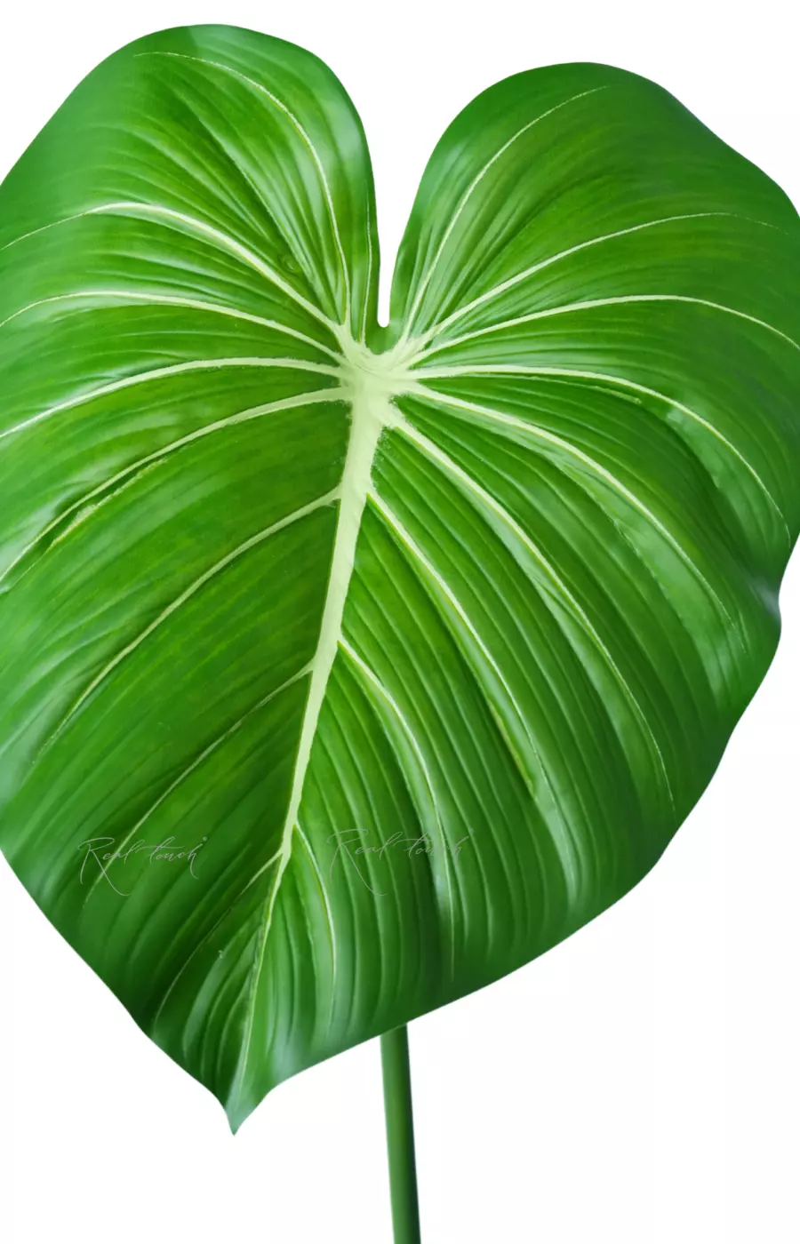 Лист Филодендрона большой  - Светло-зеленый