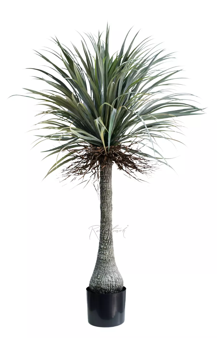 Нолина в кашпо 165см - Зеленый