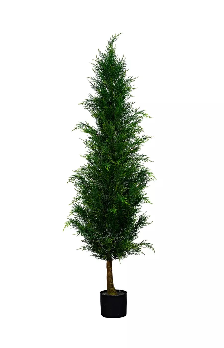 Западная туя 150см - Зеленый