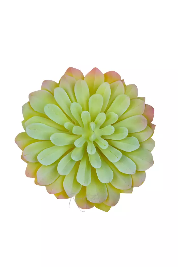 Суккулент 416 (Эониум - Кастелло-Павэ) - Пыльно-зеленый