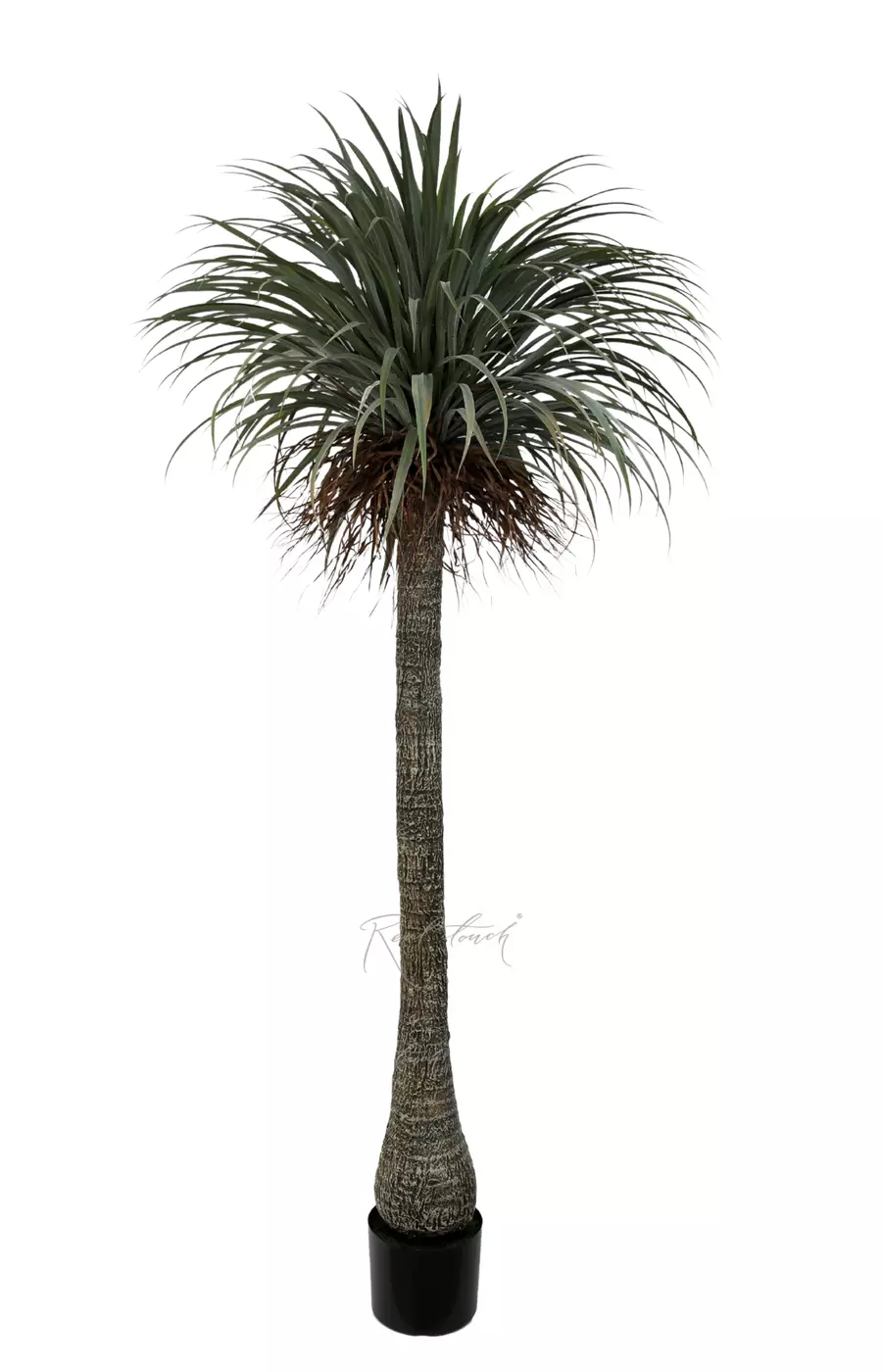 Нолина в кашпо 230см - Зеленый