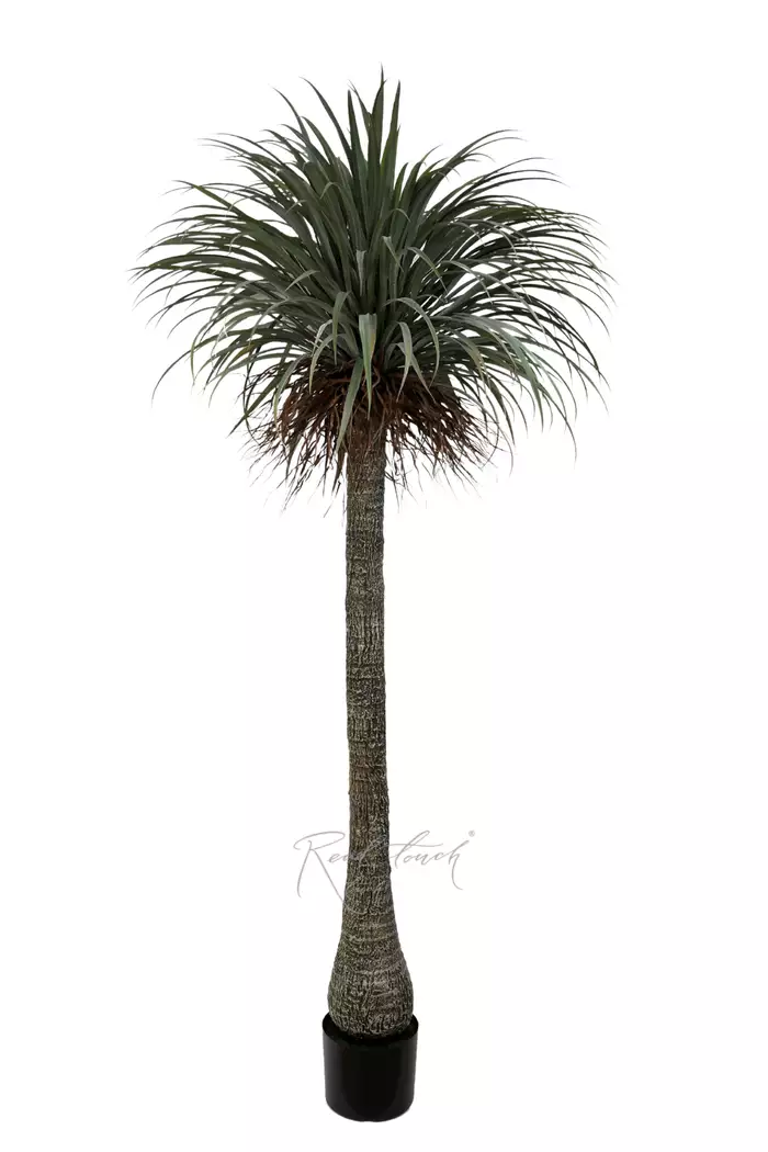 Нолина в кашпо 230см - Зеленый