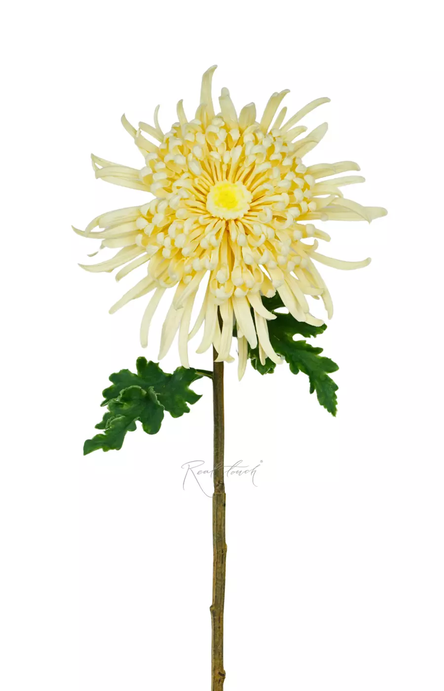 Хризантема Лебединая песня - Кремовый