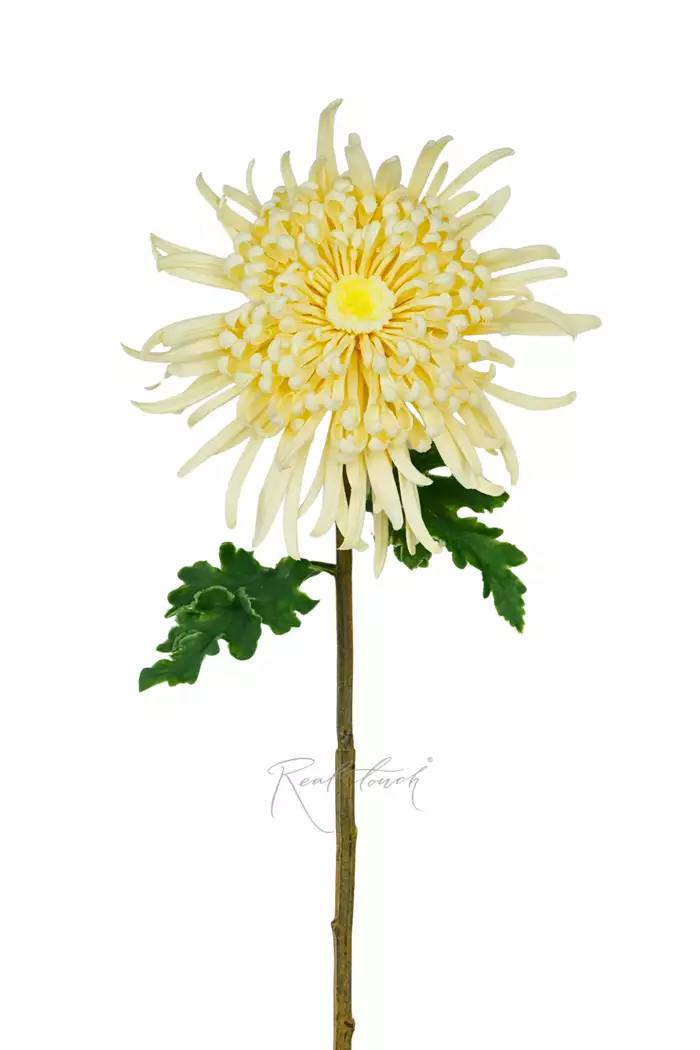 Хризантема Лебединая песня - Кремовый