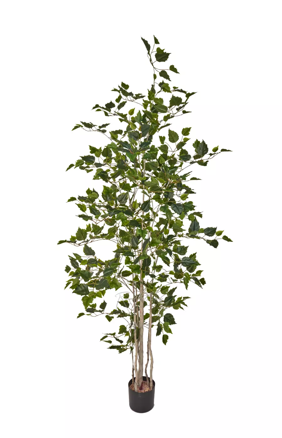 Береза 180см - Зеленый