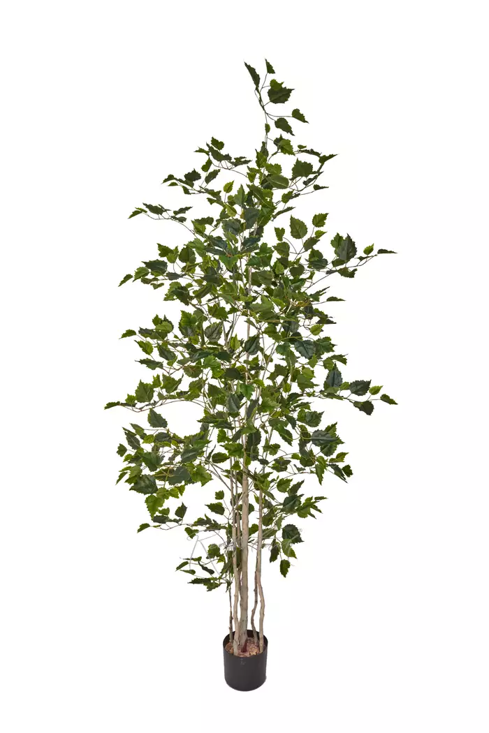 Береза 180см - Зеленый