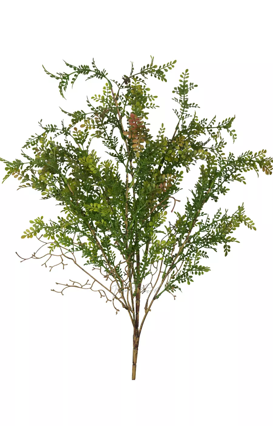 Самшит мелколистный высокий - Зеленый