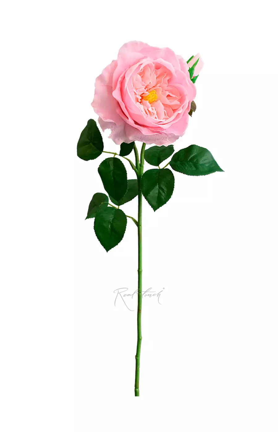 Роза Дэвида Остина Пилигрим крупная - Розовый