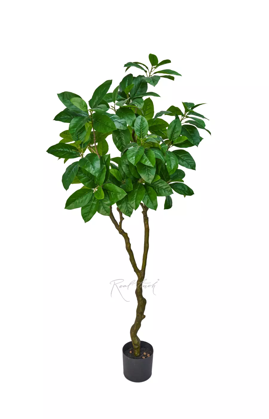 Фикус в кашпо 180см - Зеленый Фикус в кашпо 180см - Зеленый