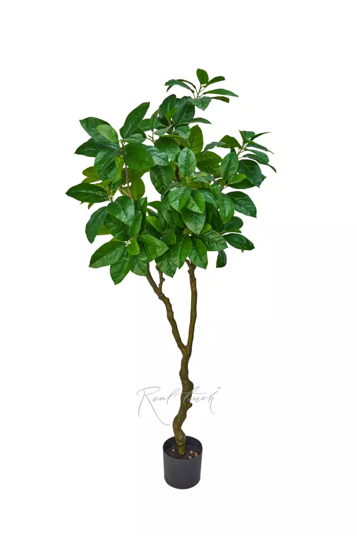 Фикус в кашпо 180см - Зеленый Фикус в кашпо 180см - Зеленый