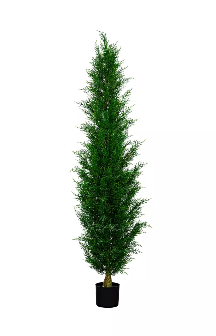 Западная туя 210см - Зеленый