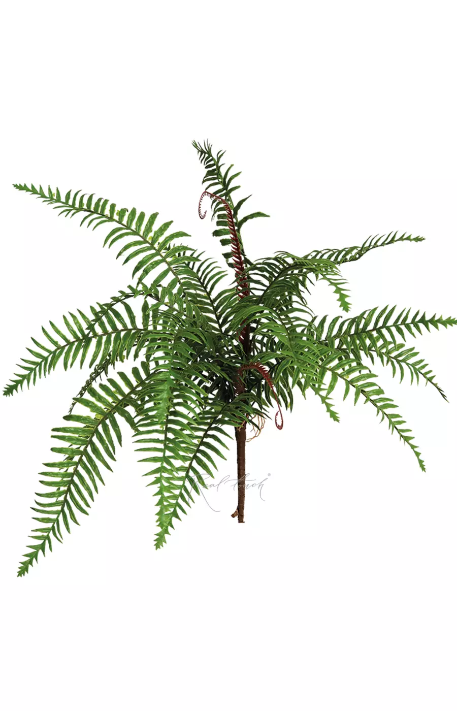 Нефролепис мечевидный средний - Зеленый Нефролепис мечевидный средний - Зеленый