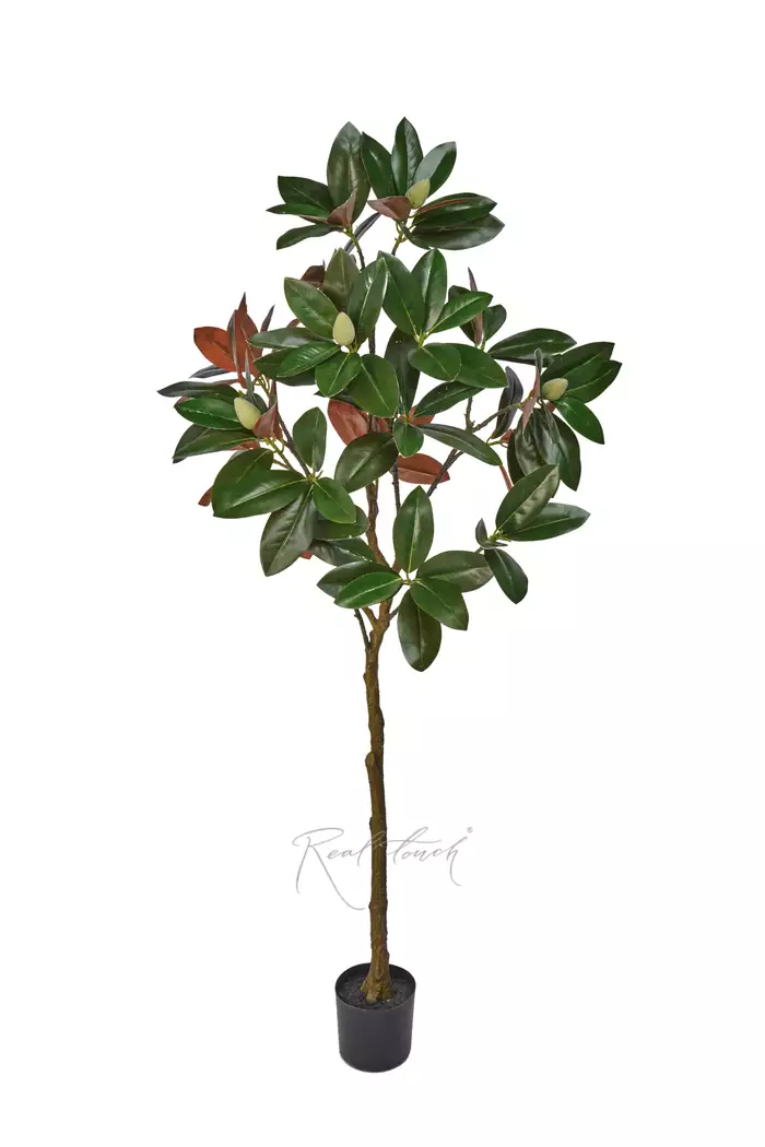 Дерево Магнолии в кашпо 180см - Зелено-коричневый